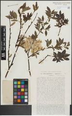Foto von Salix lapponum L. x Salix phylicifolia L.